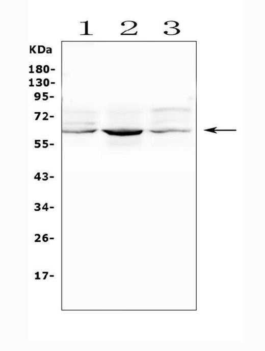Anti-SMOX Antibody Picoband® Boster Bio