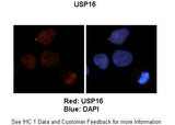 Anti-USP16 Antibody Picoband® Boster Bio