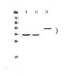 Anti-Regucalcin/RGN Antibody Picoband® Boster Bio