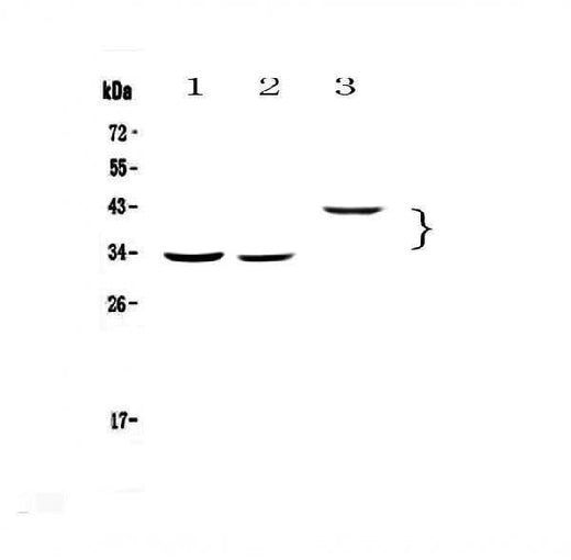 Anti-Regucalcin/RGN Antibody Picoband® Boster Bio