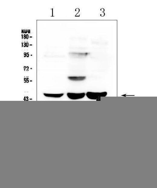 Anti-ELAVL2 HuB Antibody Picoband® Boster Bio