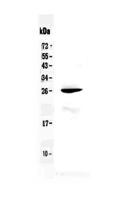 Anti-RND1 Antibody Picoband® Boster Bio