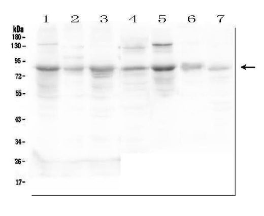 Anti-Semaphorin 3c/SEMA3C Antibody Picoband® Boster Bio