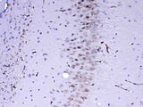 Anti-MED4 Antibody Picoband® Boster Bio