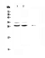 Anti-Mad/MXD1 Antibody Picoband® Boster Bio