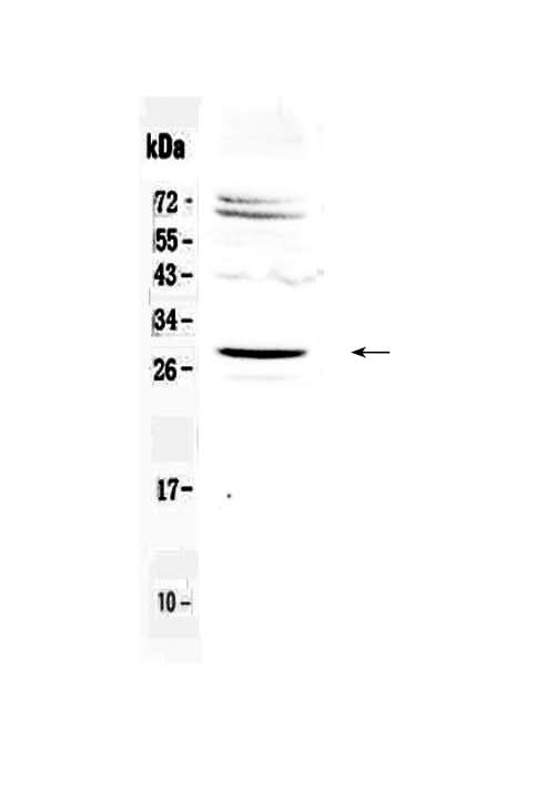 Anti-Homeobox protein SIX6 Antibody Picoband® Boster Bio