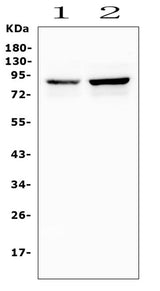 Anti-Semaphorin 3E/SEMA3E Antibody Picoband® Boster Bio