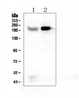 Anti-RRBP1 Antibody Picoband® Boster Bio