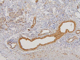 Anti-RAB3GAP2 Antibody Picoband® Boster Bio