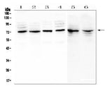 Anti-MUC20 Antibody Picoband® Boster Bio