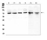 Anti-MUC20 Antibody Picoband® Boster Bio