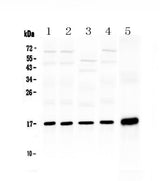 Anti-Hsp20/HSPB6 Antibody Picoband® Boster Bio