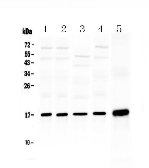 Anti-Hsp20/HSPB6 Antibody Picoband® Boster Bio