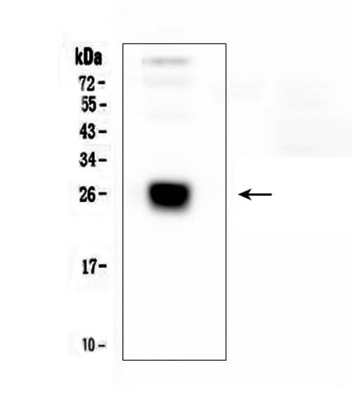 Anti-IGLL1 Antibody Picoband® Boster Bio