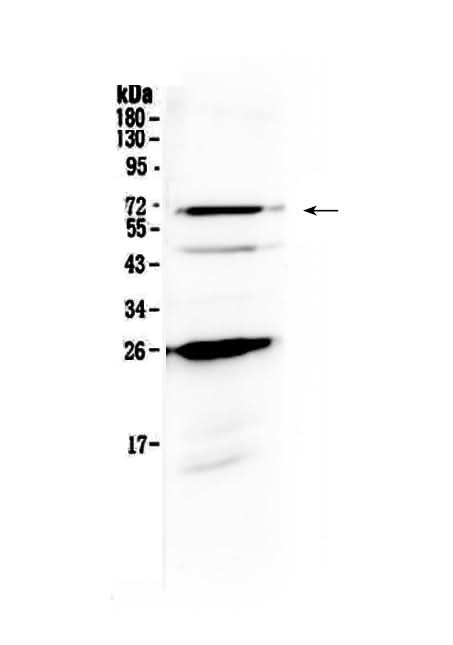Anti-SLC7A3 Antibody Picoband® Boster Bio