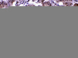 Anti-MED18 Antibody Picoband® Boster Bio