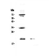 Anti-IL17B Antibody Picoband® Boster Bio