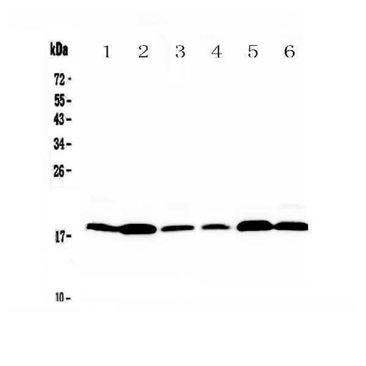 Anti-MED9 Antibody Picoband® Boster Bio