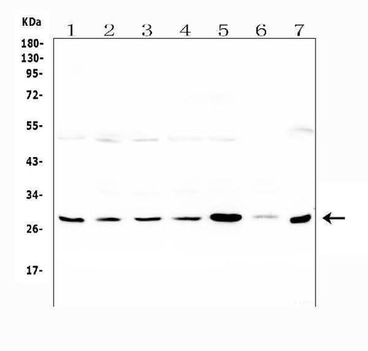 Anti-LRTOMT Antibody Picoband® Boster Bio