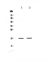 Anti-PLAC9 Antibody Picoband® Boster Bio