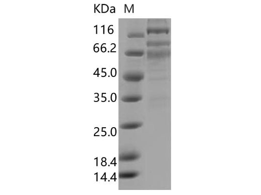 > 90 % as determined by reducing SDS-PAGE.