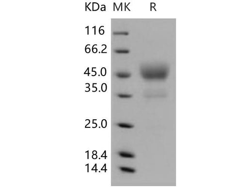 > 92 % as determined by reducing SDS-PAGE.