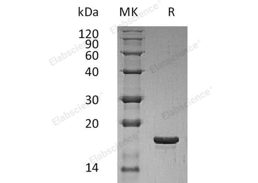 > 98 % as determined by reducing SDS-PAGE.