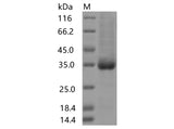 > 80 % as determined by reducing SDS-PAGE.