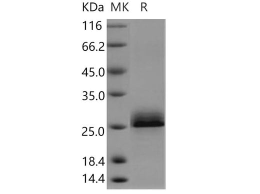 > 90 % as determined by reducing SDS-PAGE.