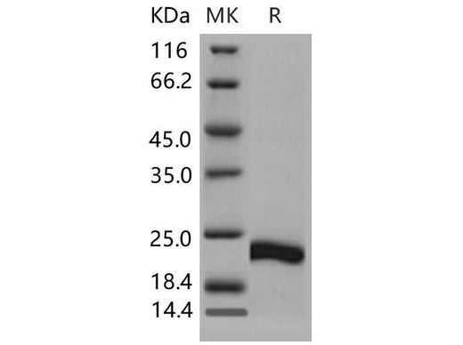 > 95 % as determined by reducing SDS-PAGE.