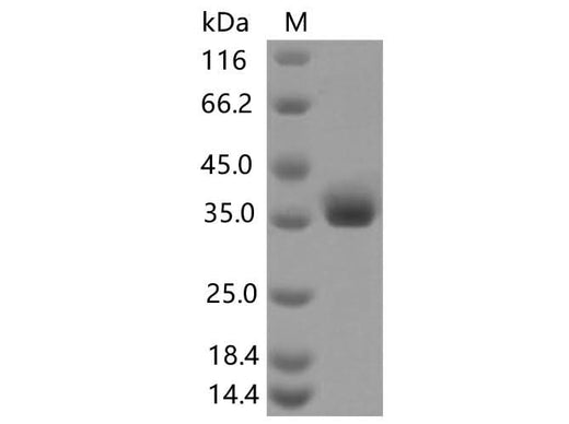 > 90 % as determined by reducing SDS-PAGE.