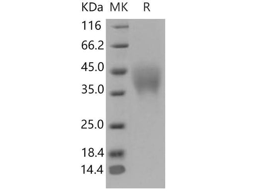 > 97 % as determined by reducing SDS-PAGE.