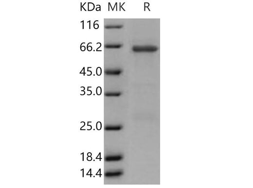 > 90 % as determined by reducing SDS-PAGE.