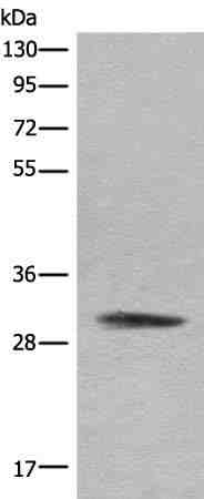 Anti-Human COMT Antibody