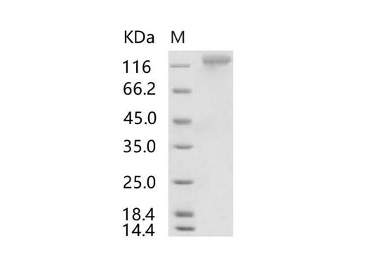 > 90 % as determined by reducing SDS-PAGE.