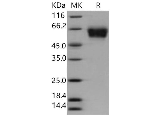 > 97 % as determined by reducing SDS-PAGE.
