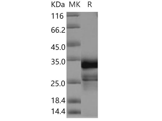 > 85 % as determined by reducing SDS-PAGE.