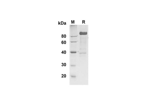 SDS-PAGE analysis of Human DLL4 proteins , 2 μg/lane of Recombinant Human DLL4 proteins was resolved with SDS-PAGE under reducing conditions , showing bands at 90 kDa.