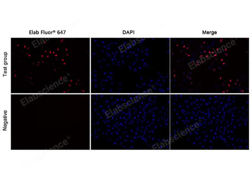 Test: Hela cells were treated with 10 μM EdU for 2 hours. Negative: Hela cells without EdU.