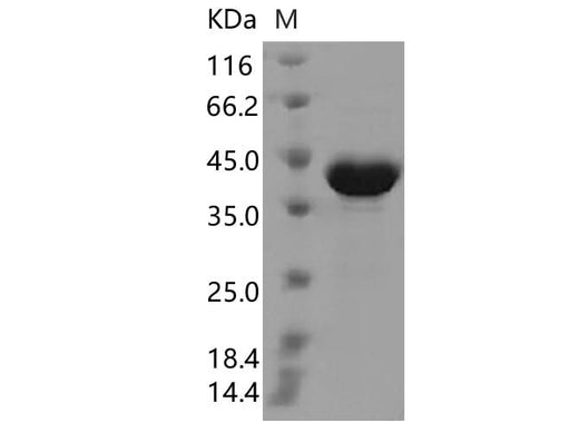 > 95 % as determined by reducing SDS-PAGE.