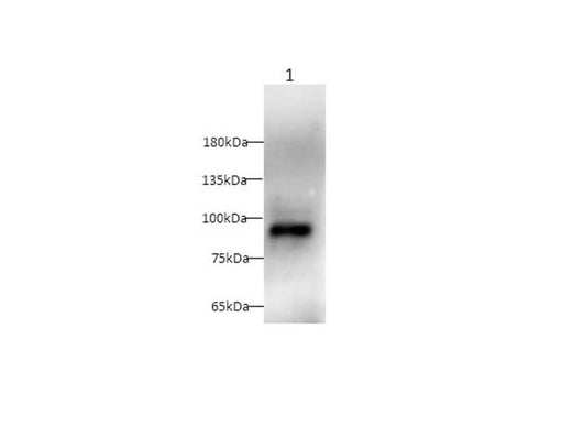 Anti-Mouse CD105 Antibody - ABMIUM