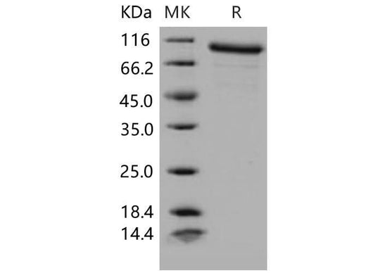 > 95 % as determined by reducing SDS-PAGE.