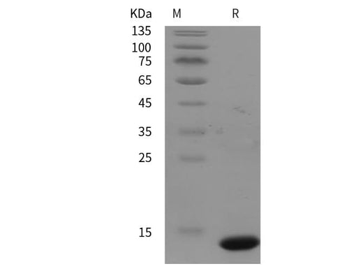 SDS-PAGE analysis of Rhinopithecus roxellana IGF1/IGF‑I/IGF-1 proteins, 2 μg/lane of Recombinant Rhinopithecus roxellana IGF1/IGF‑I/IGF-1 proteins was resolved with SDS-PAGE under reducing conditions, showing bands at 13 kDa.