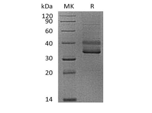 > 95 % as determined by reducing SDS-PAGE.