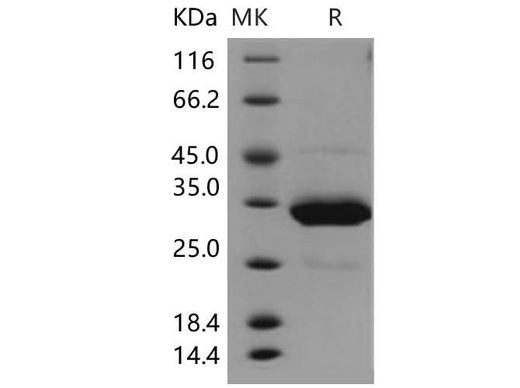 > 92 % as determined by reducing SDS-PAGE.
