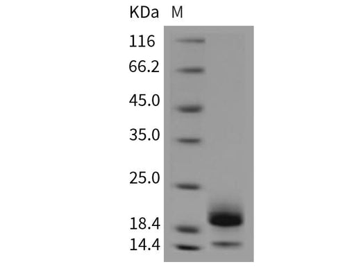 > 90 % as determined by reducing SDS-PAGE.
