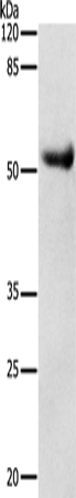Anti-Human DRD4 Antibody - ABMIUM