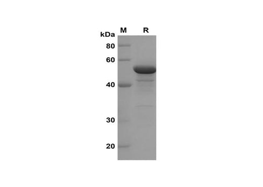 SDS-PAGE analysis of Mouse DAo DAo1 proteins, 2 μg/lane of Recombinant Mouse DAo DAo1 proteins was resolved with SDS-PAGE under reducing conditions, showing bands at 28 kDa.