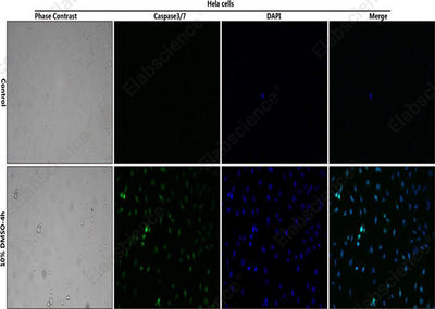 Control: Normal Hela cells were not treated with DMSO. 10% DMSO-4h: Hela cells were treated with 10% DMSO for 4h. HeLa cells stained with Caspase 3/7 Substrates (green) and DAPI Reagent (25 μg/mL) (blue).