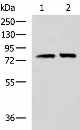 Western blot analysis of 293T cell lysates using PADI4 Polyclonal Antibody at dilution of 1:400